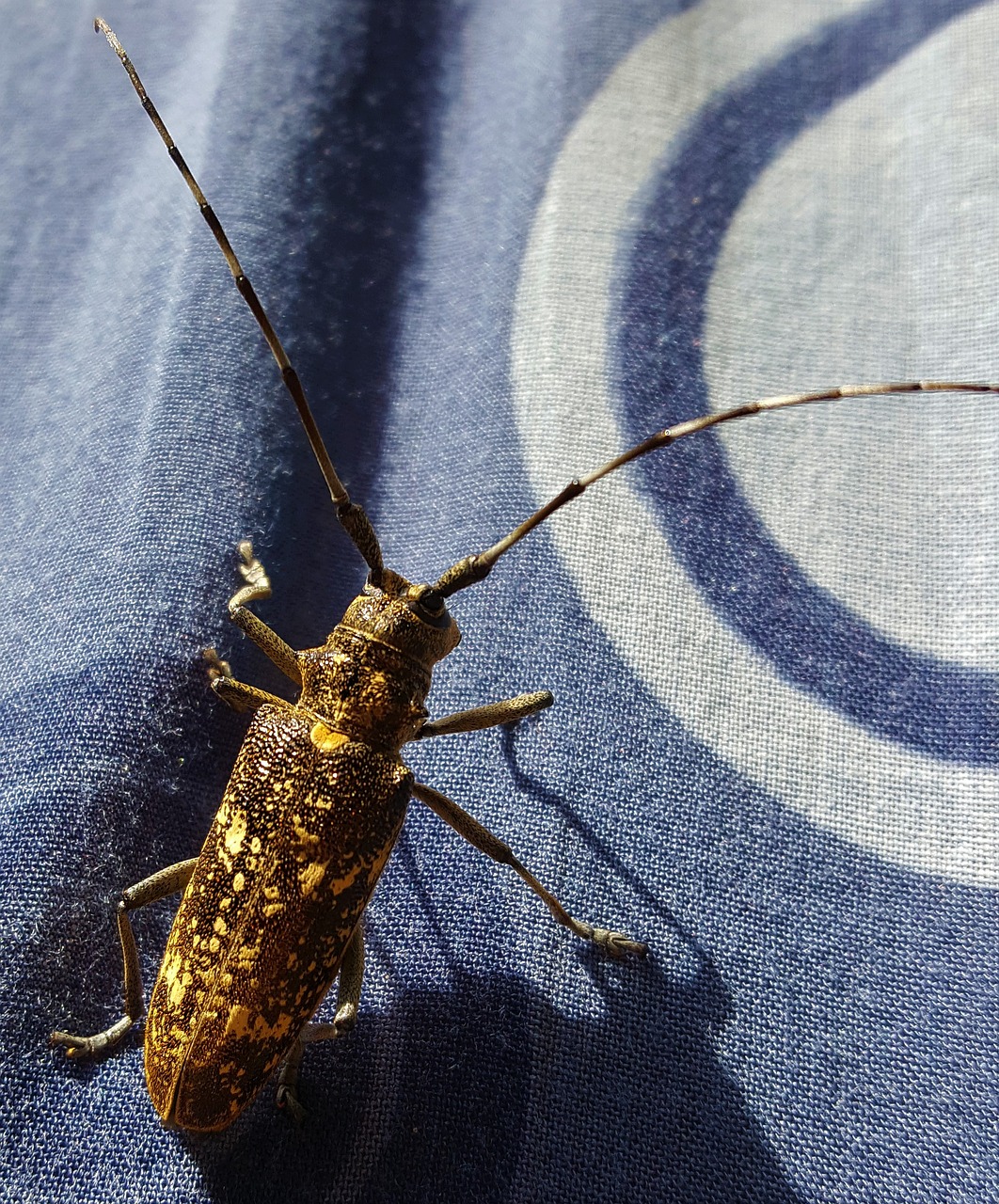insect macro cricket free photo