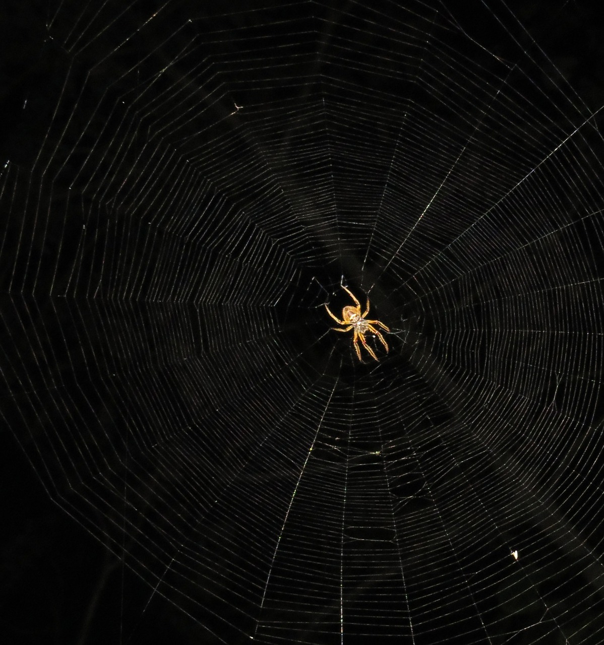 insect spider night arachnid free photo