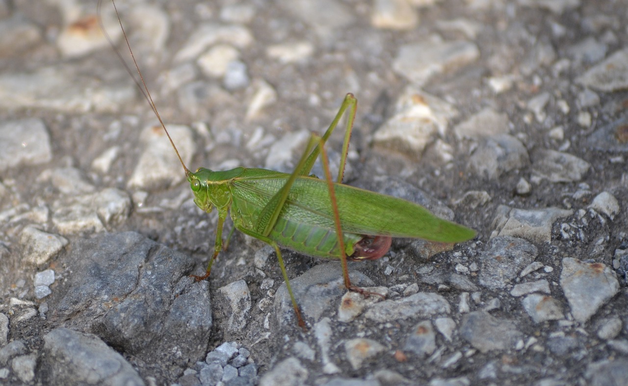 insect grasshopper green free photo