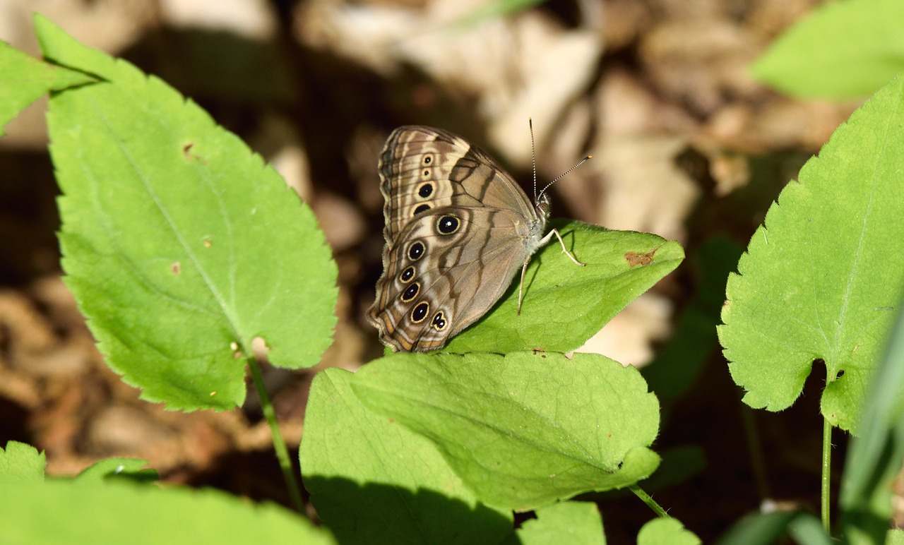 insect butterfly leaves free photo