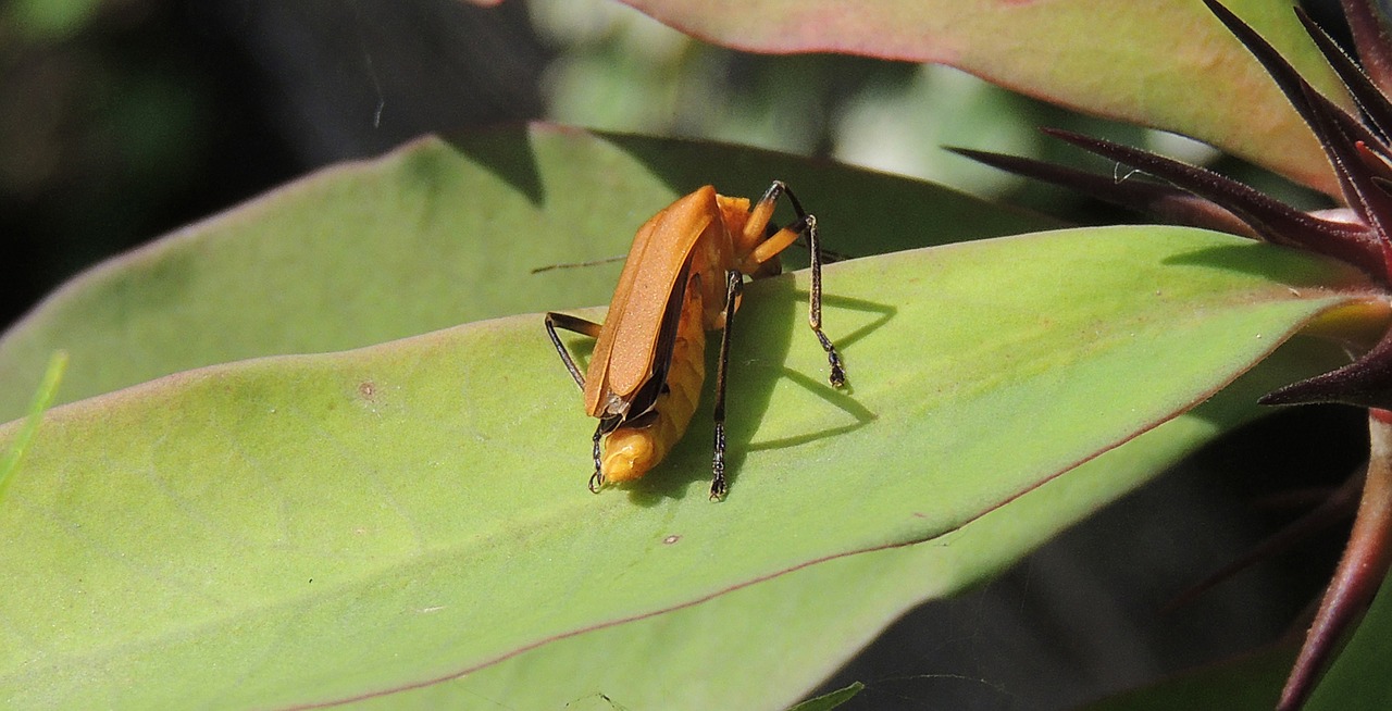 insect macro garden free photo