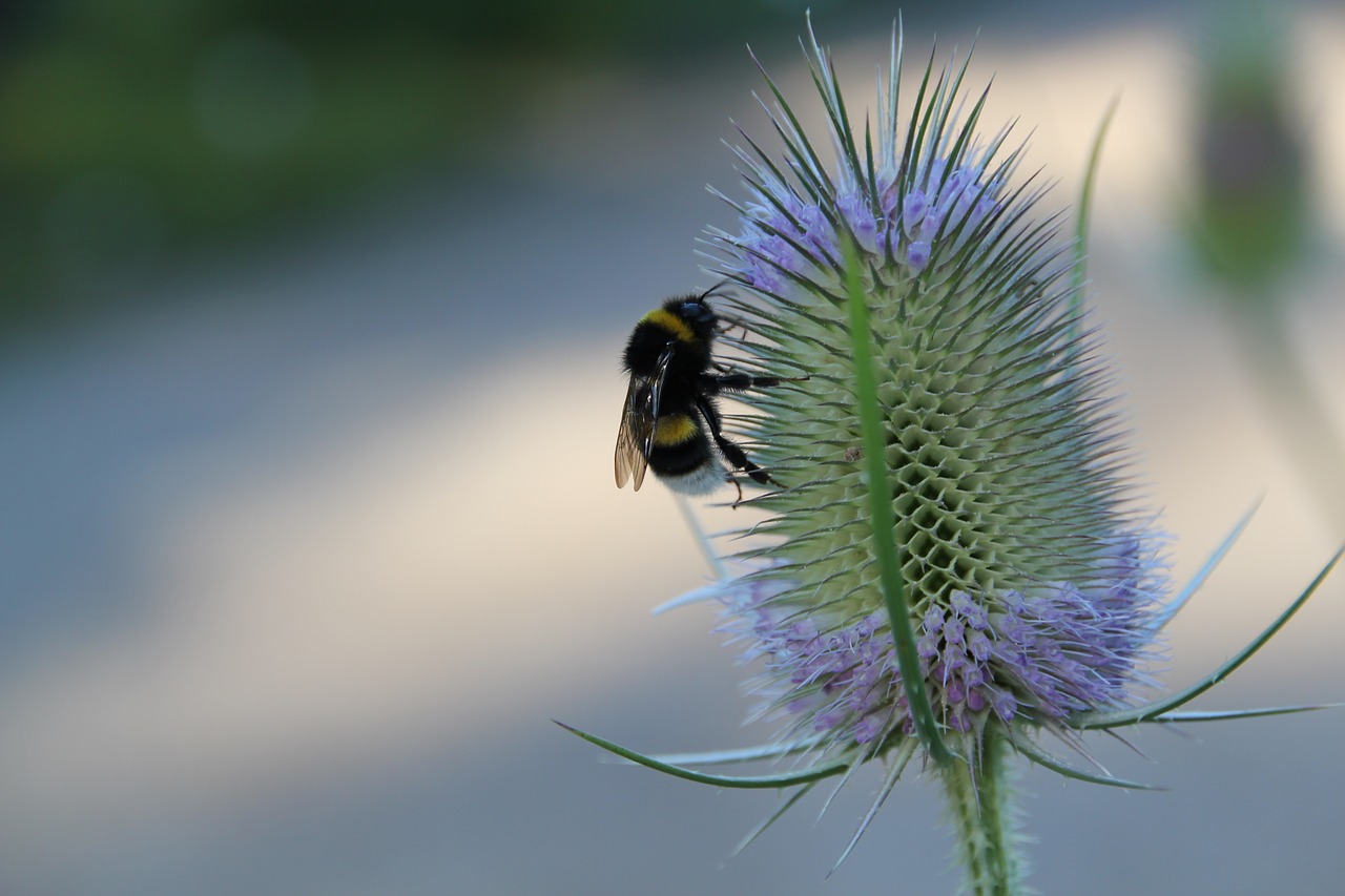 insect nature hummel free photo