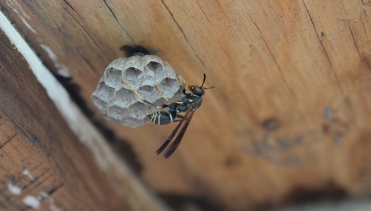 insect wasp animal free photo