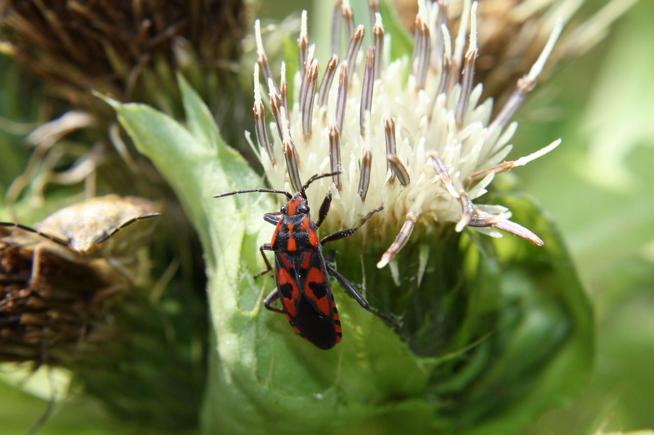 insect blossom bloom free photo