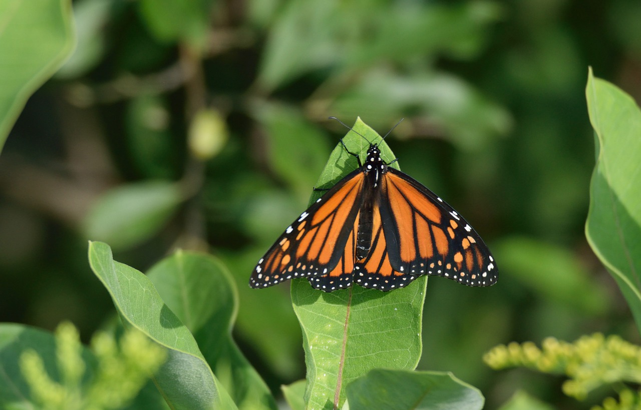 insect butterfly monarch free photo