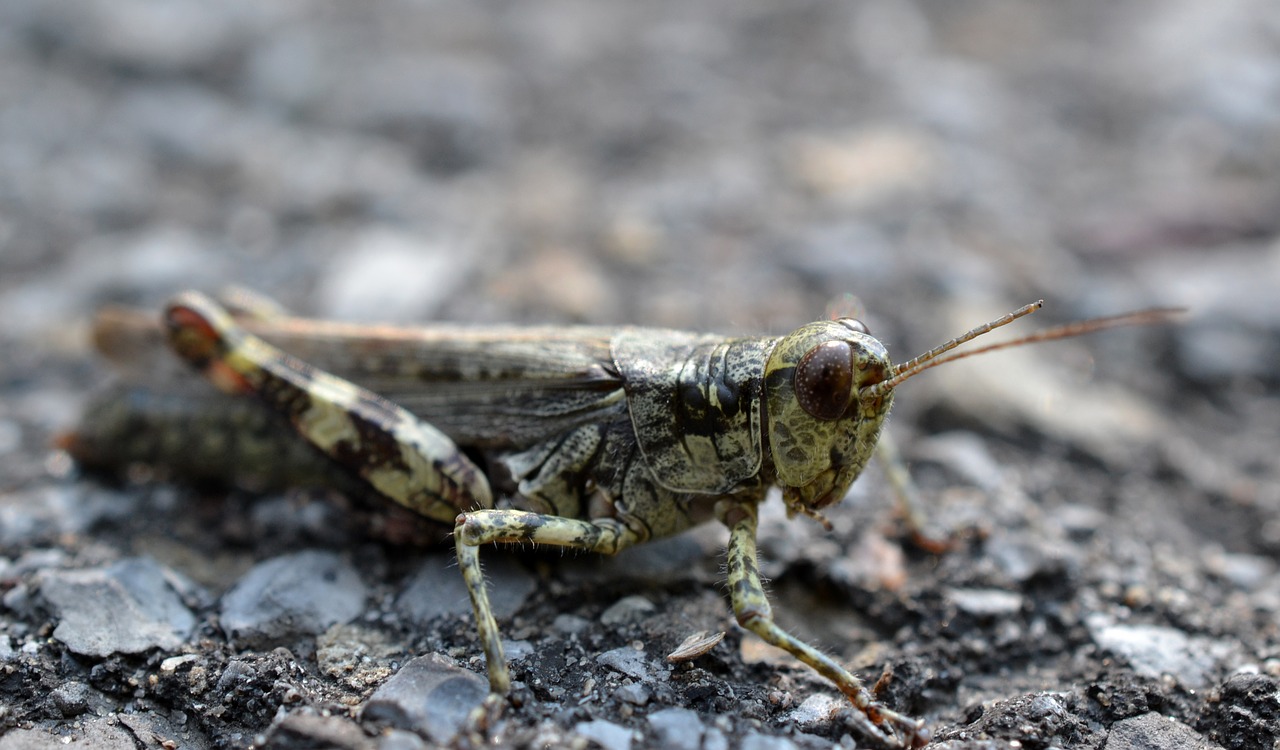 insect grasshopper macro free photo