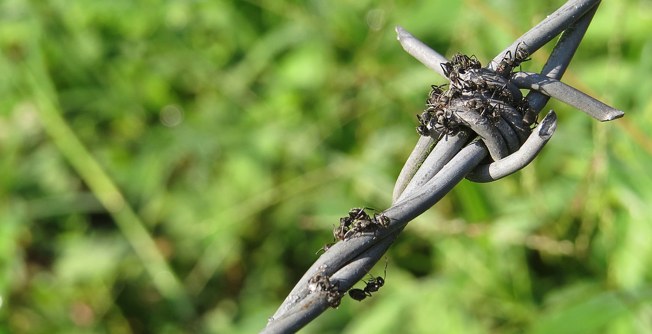 insect macro ant foragers free photo