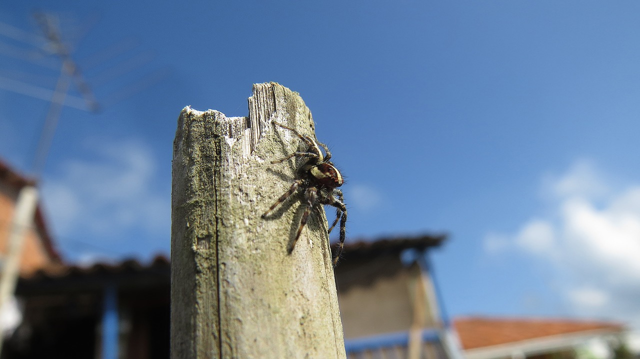 insect spider hunter macro free photo
