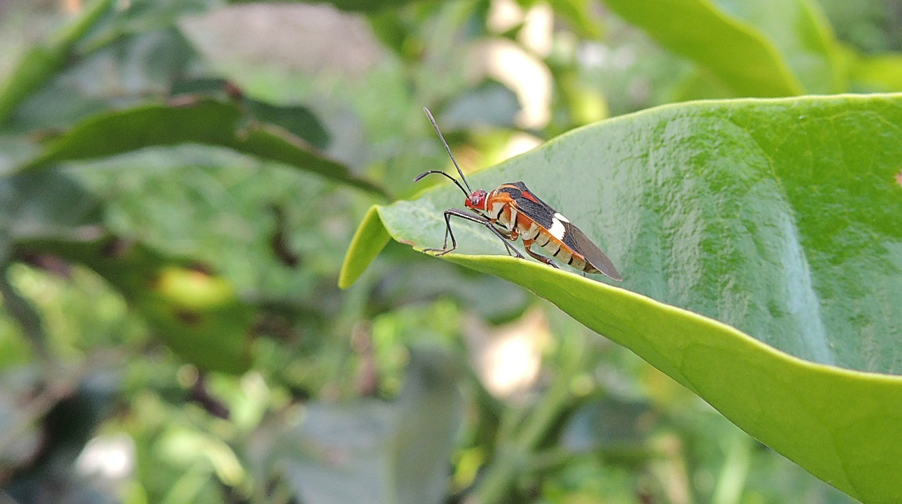 insect bichito macro free photo