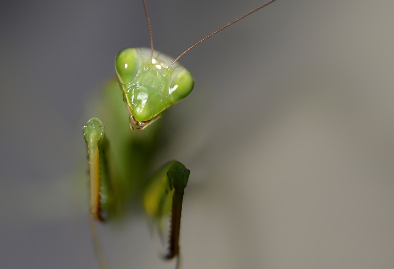 insect mantis religiosa predator free photo