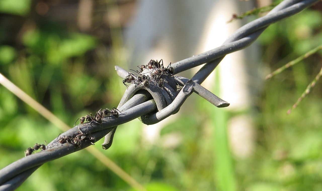 insect macro anthill free photo