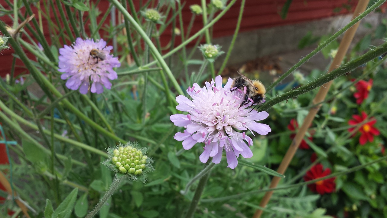 insect garden summer free photo