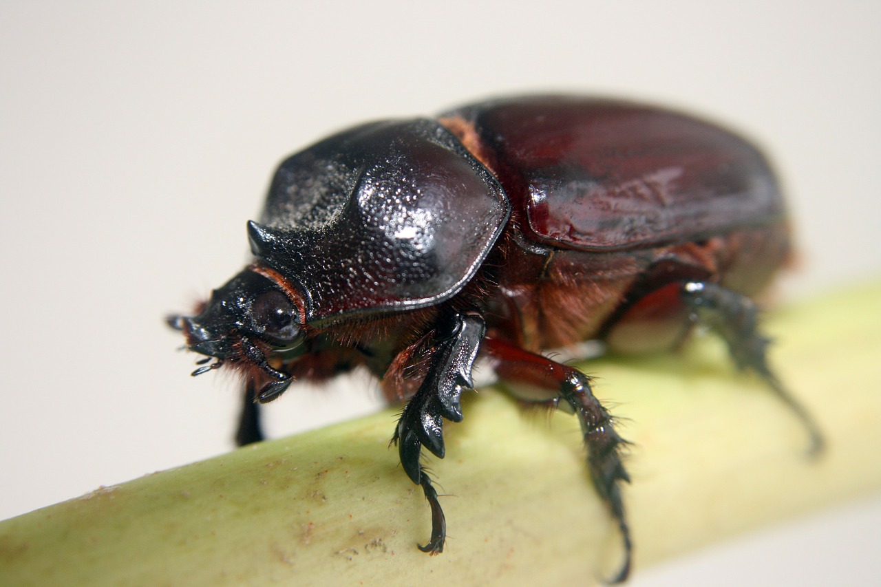 insect beetle macro free photo