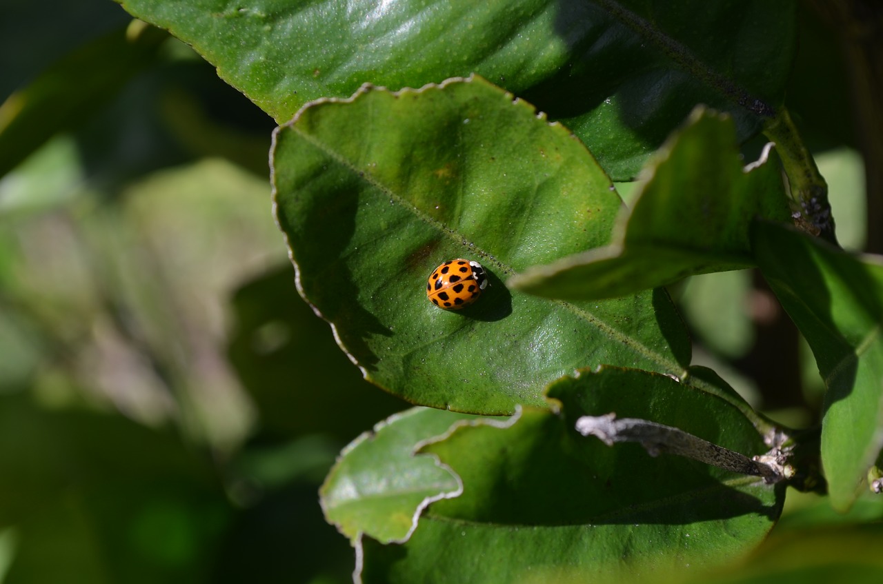 insect ladybug beetle free photo