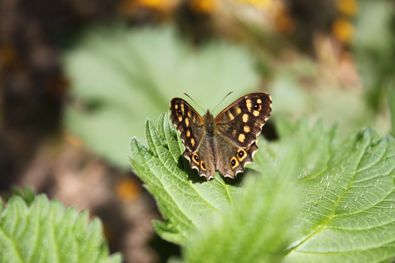 insect butterfly macro free photo