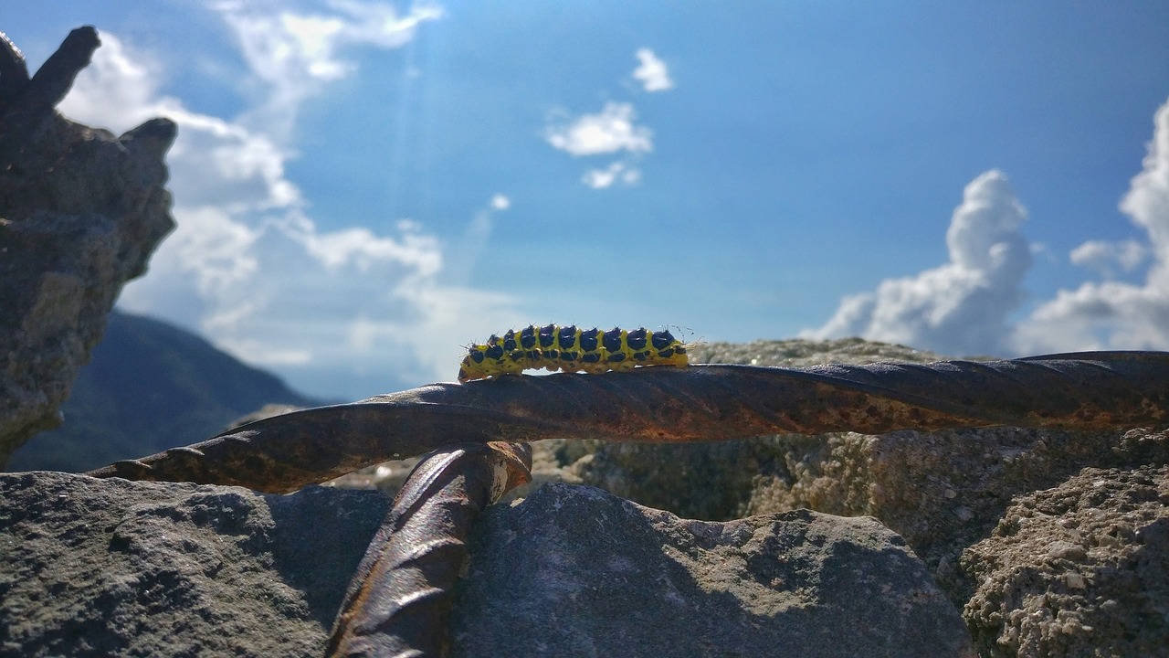 insect sky spring free photo