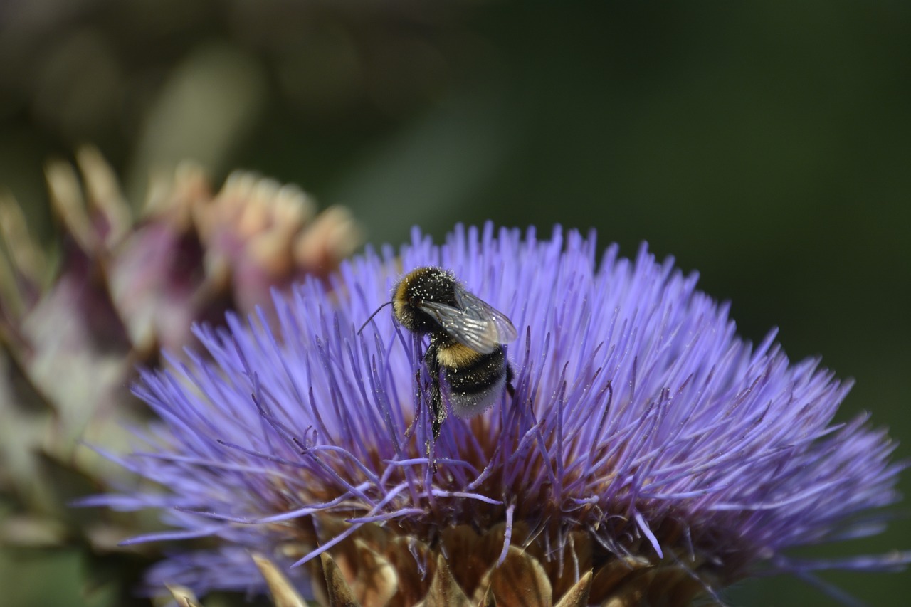 insect blossom bloom free photo