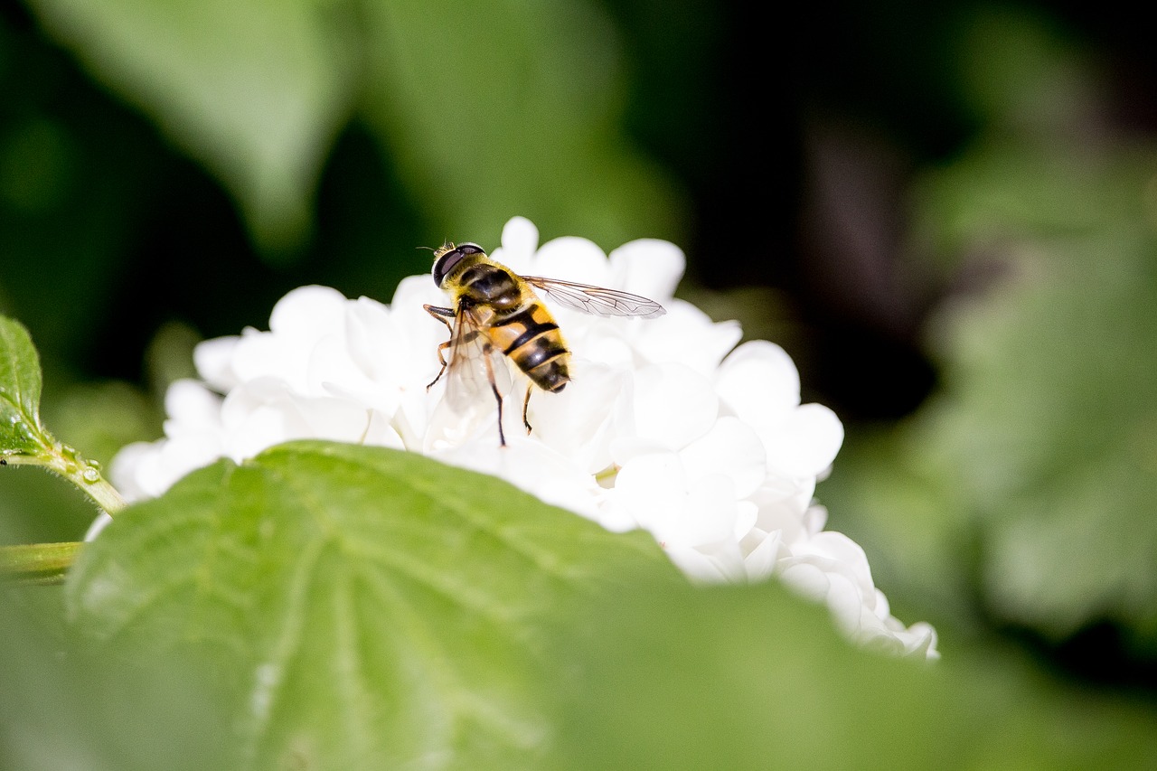 insect blossom bloom free photo