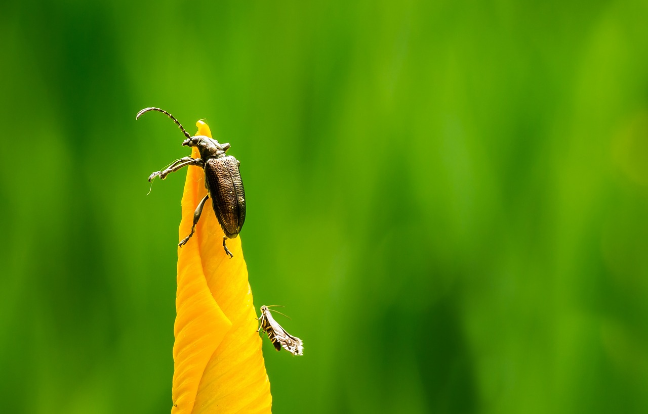 insect nature green free photo