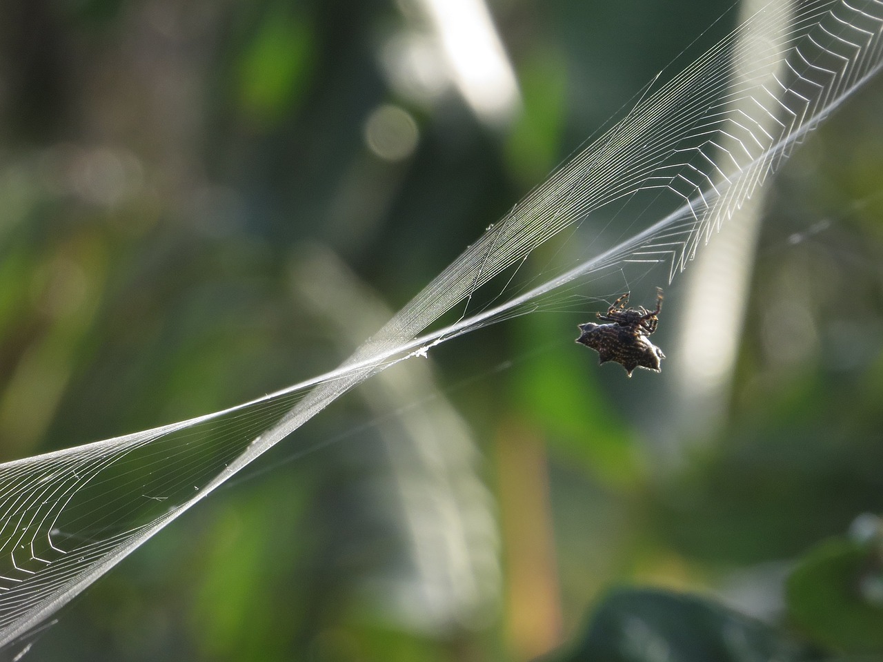 insect spider weaving free photo