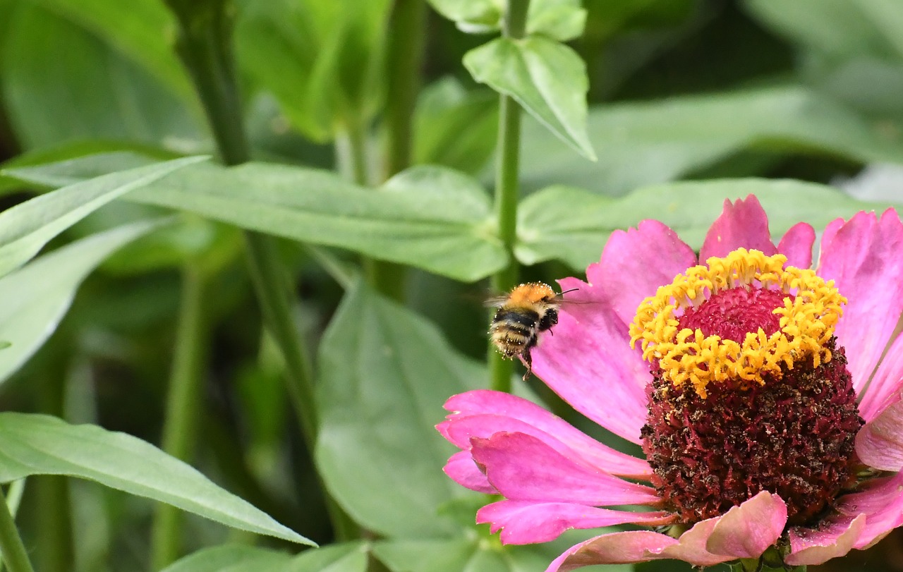 insect the bees nature free photo