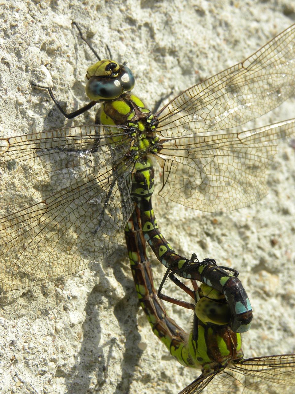 insect dragonflies wall free photo