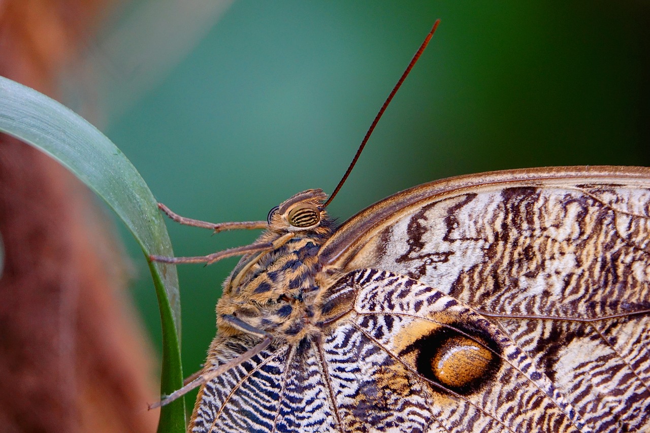 insect butterfly close free photo