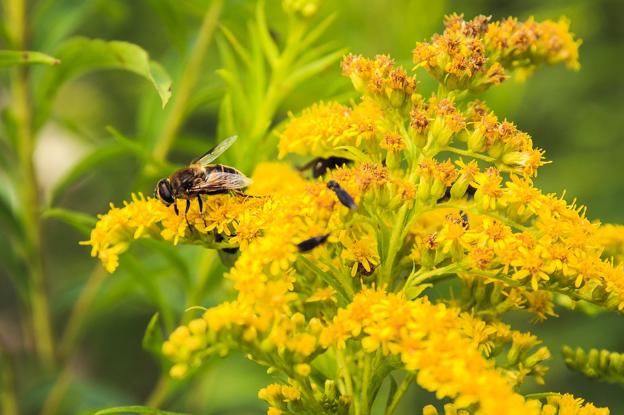 insect yellow flowers elder free photo