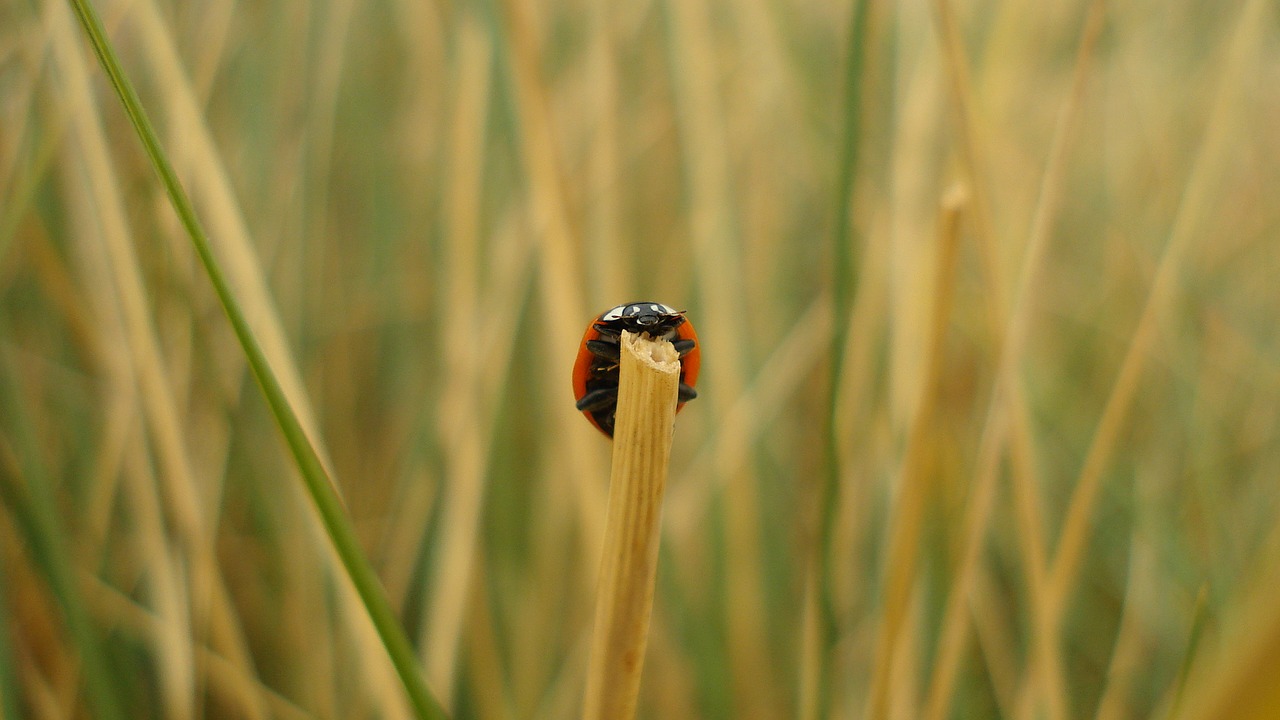 insect beetle ladybug free photo