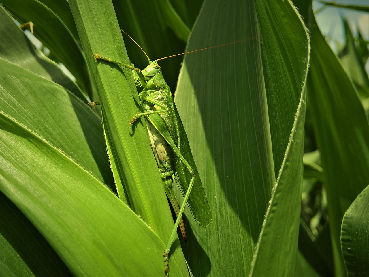 insect locust corn free photo