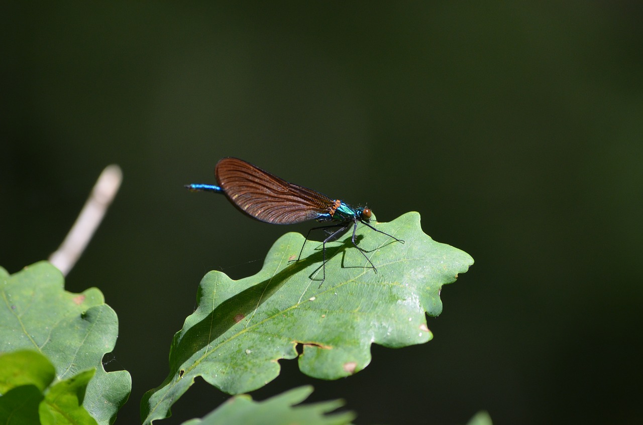 insect nature wing free photo