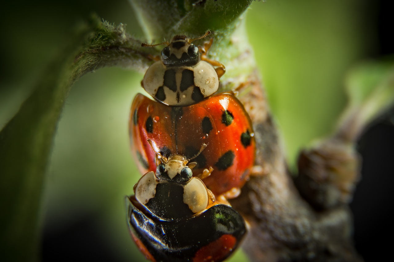 insect nature beetle free photo