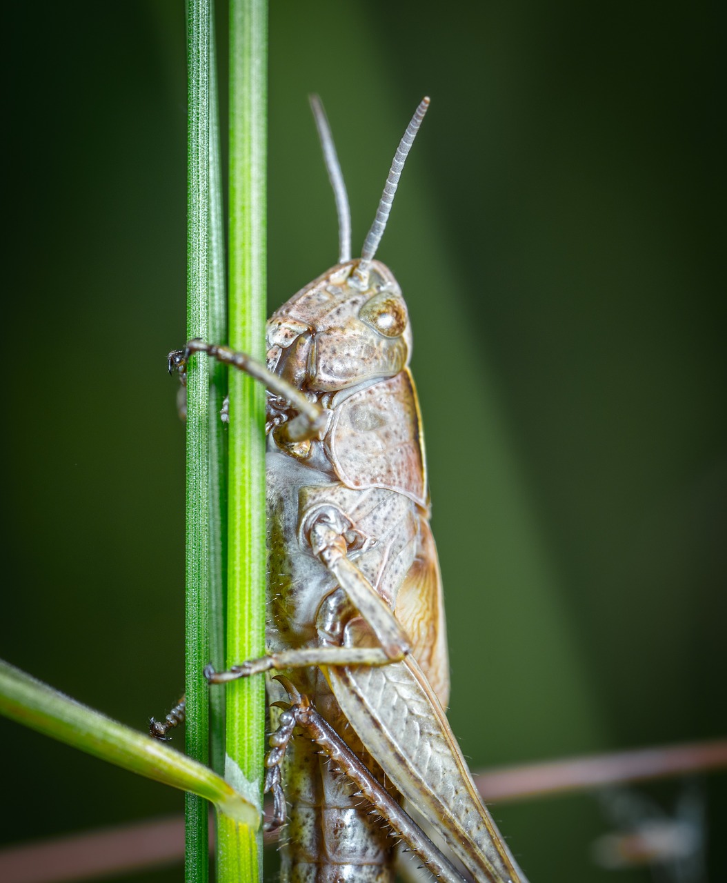 insect grasshopper mustache free photo