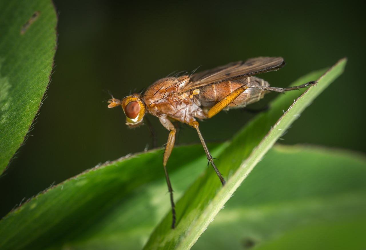 insect wing fly free photo