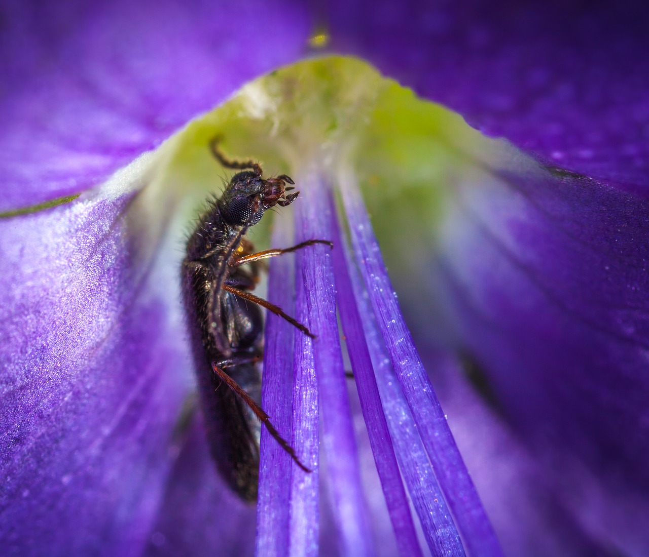 insect nature flower free photo