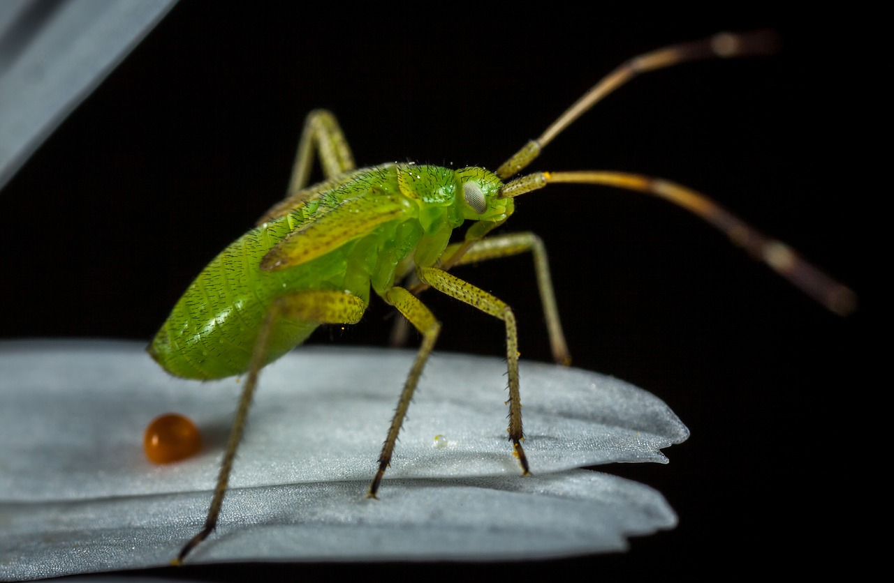 insect bespozvonochnoe nature free photo