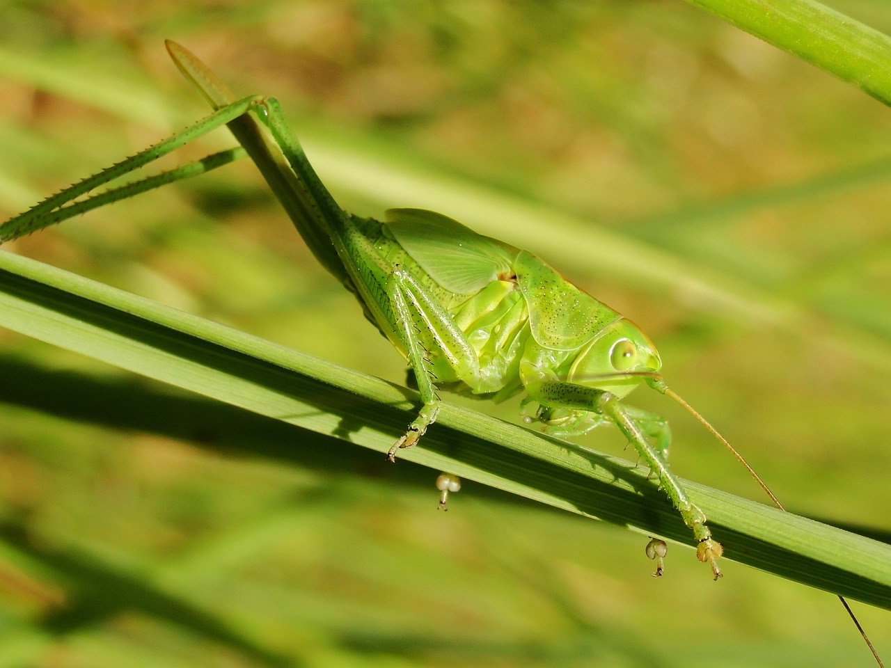 insect grasshopper nature free photo