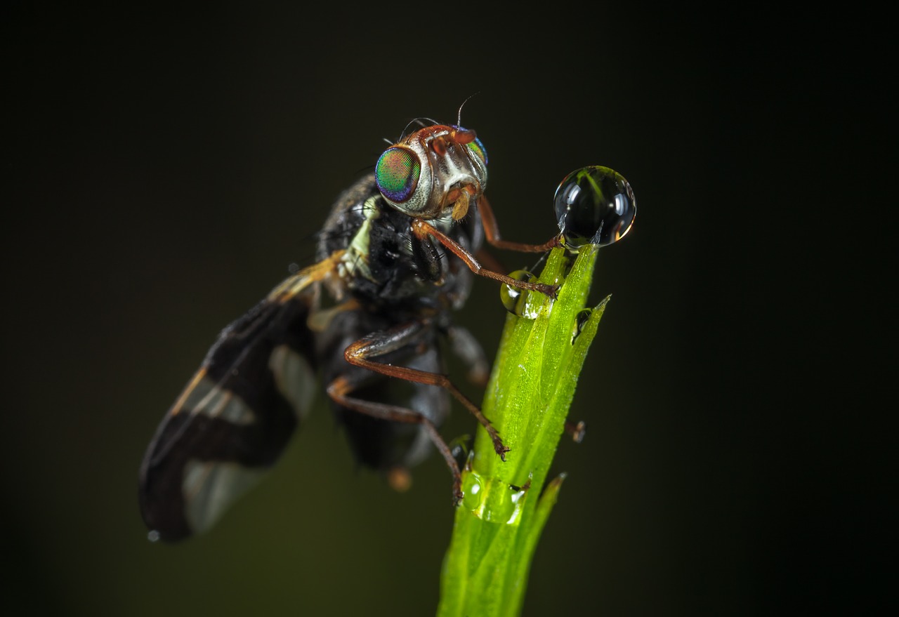 insect fly nature free photo