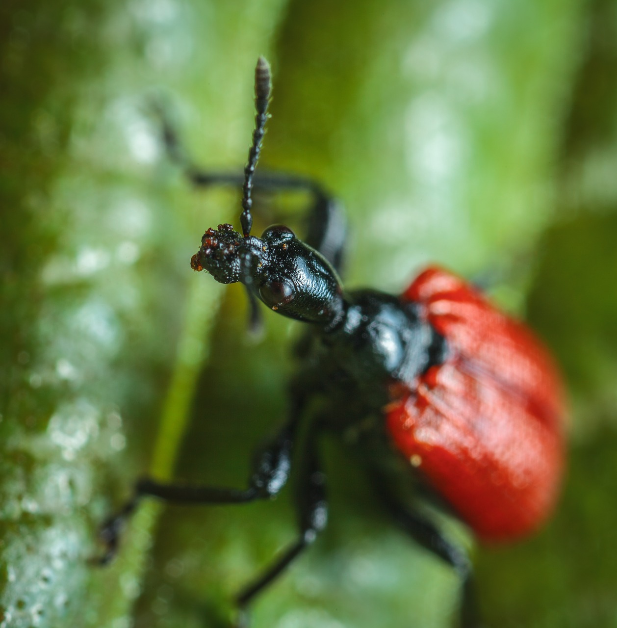 insect nature bespozvonochnoe free photo