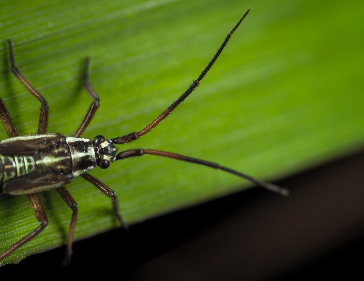 insect bespozvonochnoe mustache free photo