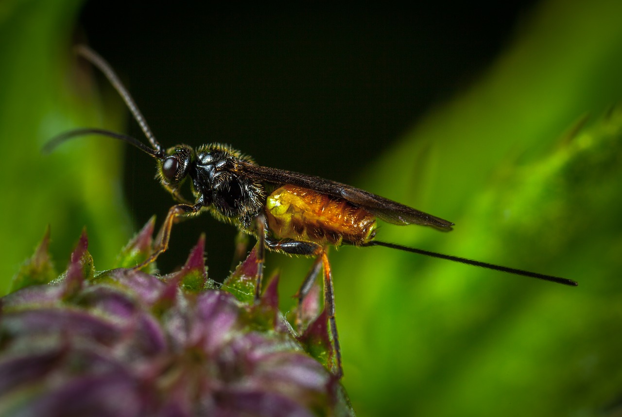 insect nature living nature free photo