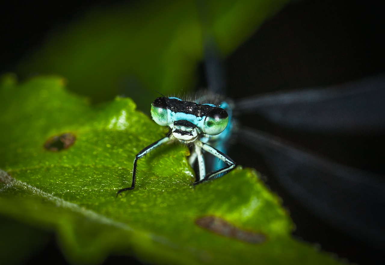 insect living nature bespozvonochnoe free photo