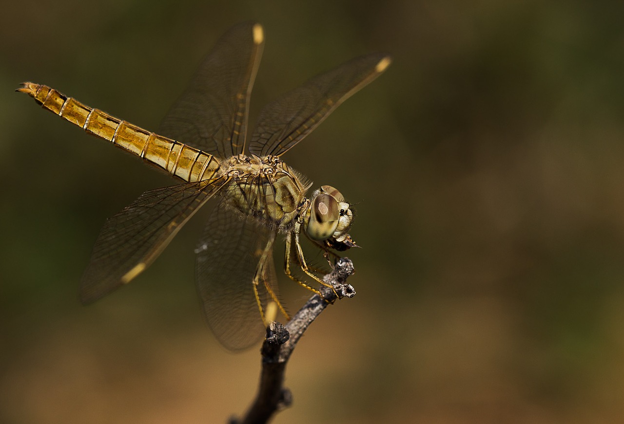 insect dragonfly wildlife free photo