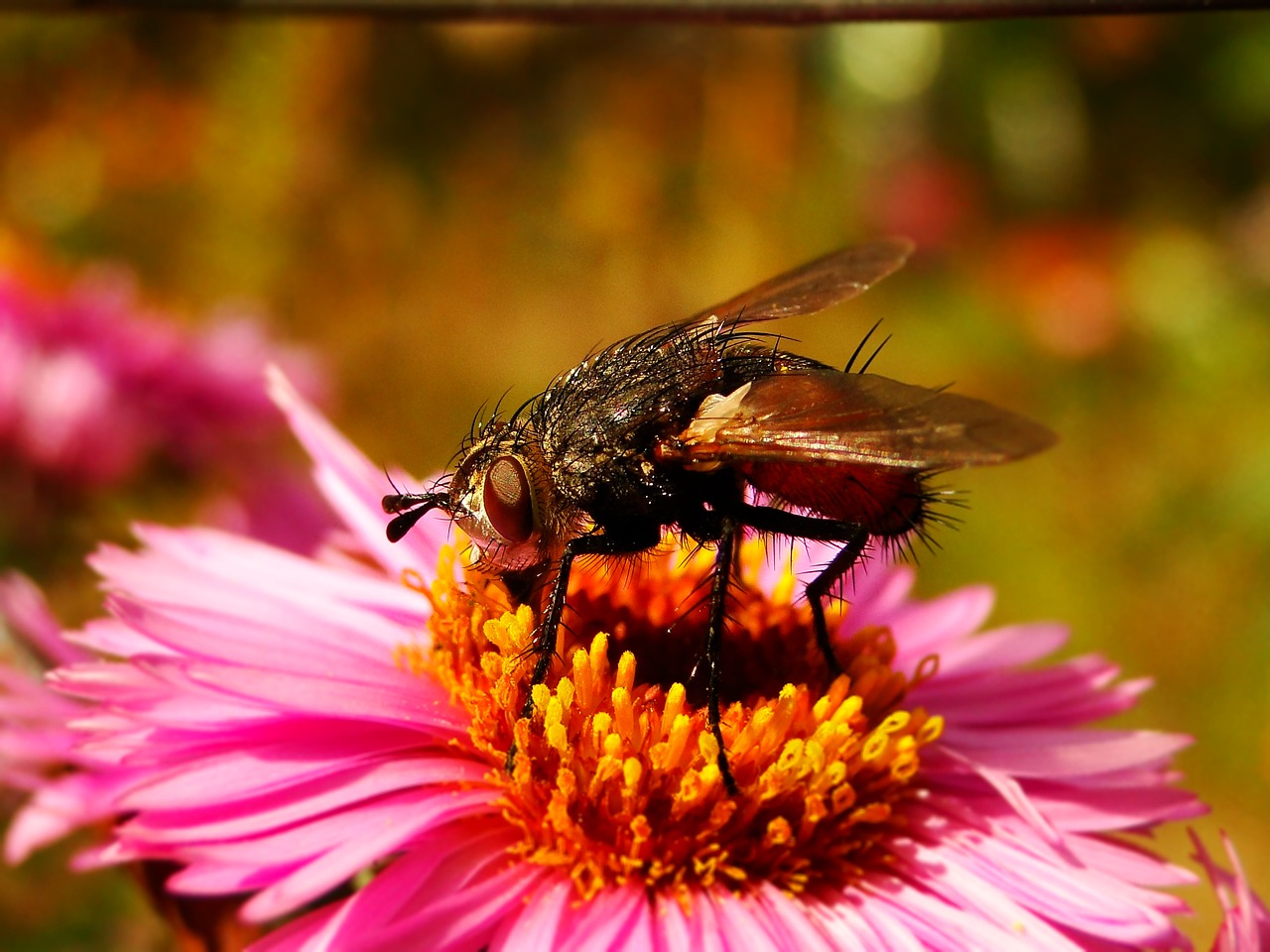 insect nature flower free photo