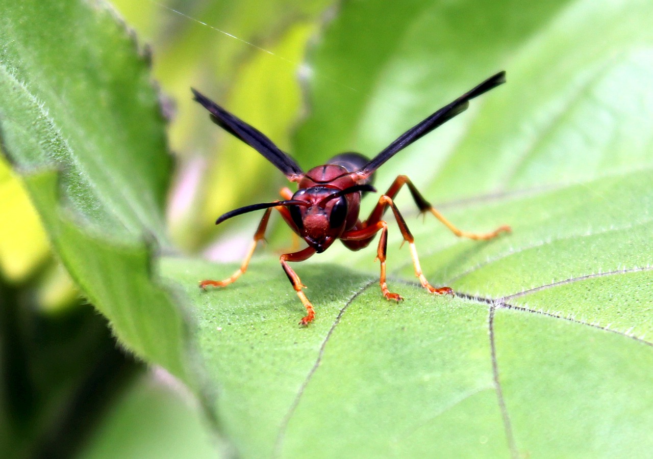 insect nature wasp free photo