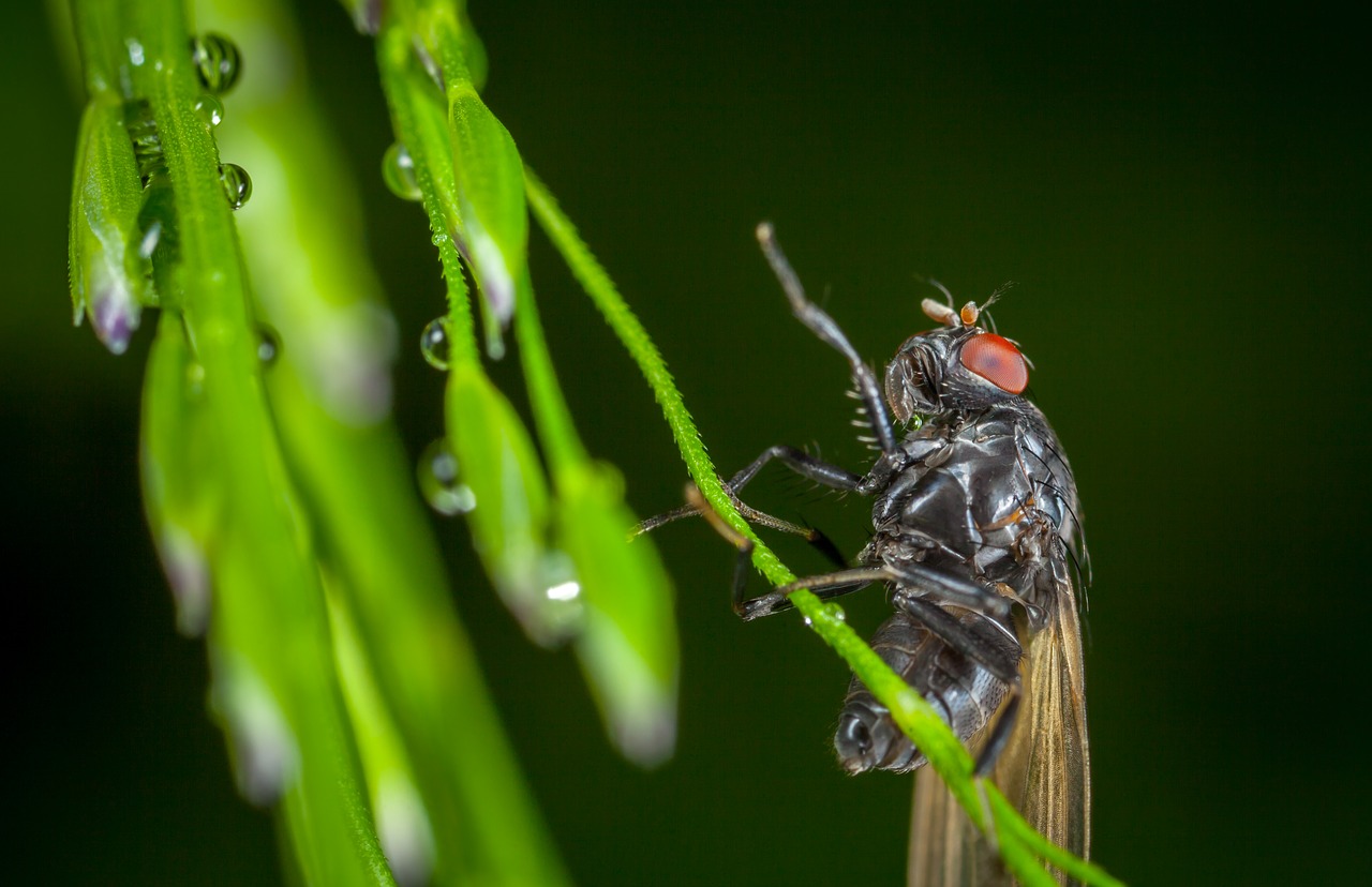 insect nature krupnyj plan free photo