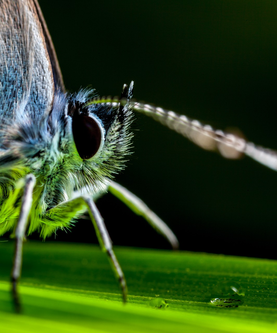 insect butterfly animals free photo