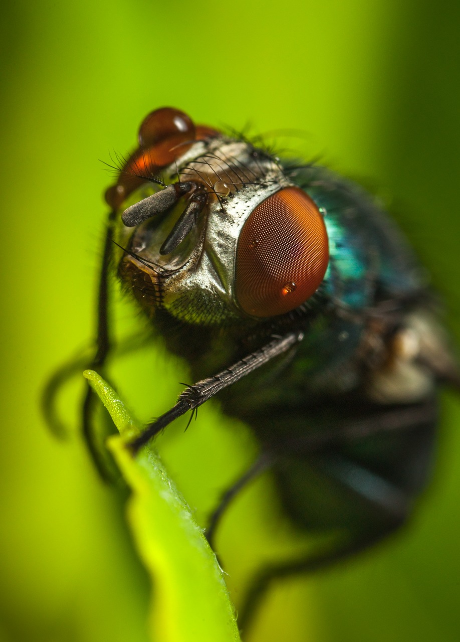 insect fly bespozvonochnoe free photo