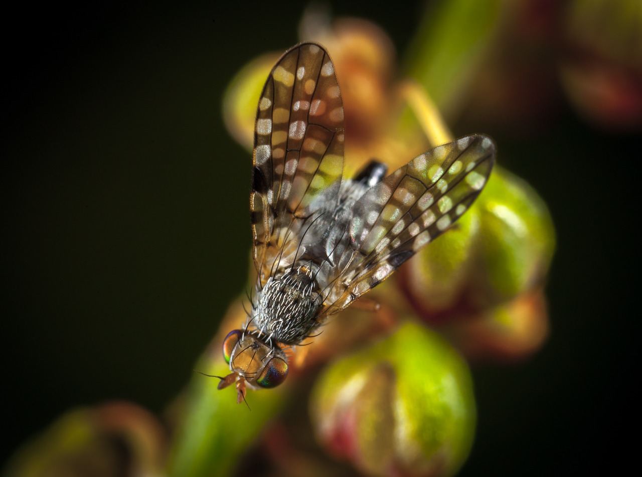 insect nature outdoors free photo