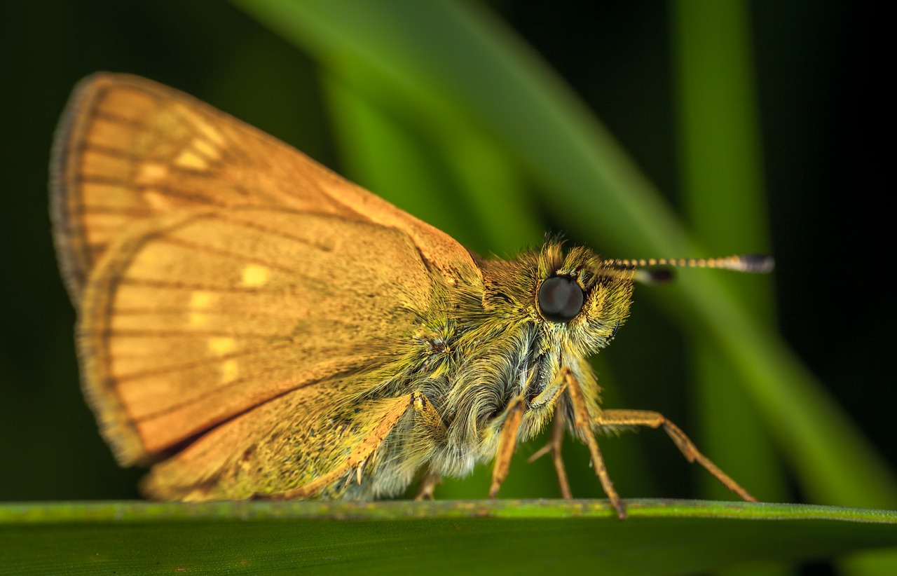 insect butterfly nature free photo